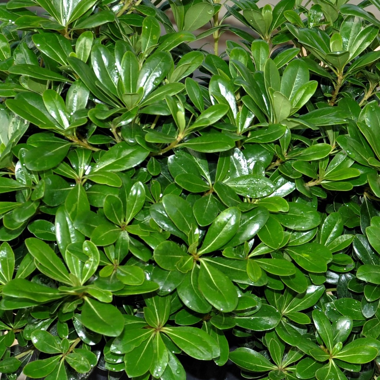 Pittosporum tobira 'Nanum'